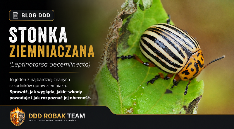 Stonka ziemniaczana
