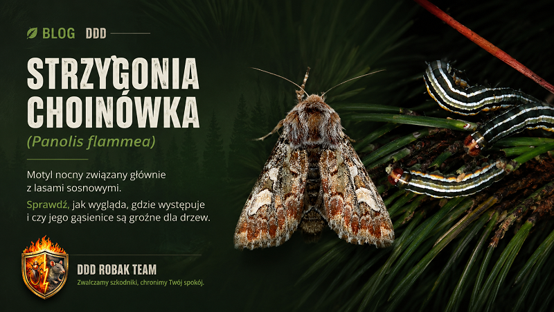 Strzygonia choinówka