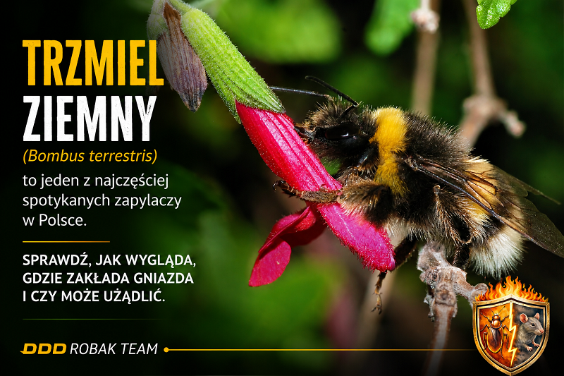 Trzmiel ziemny