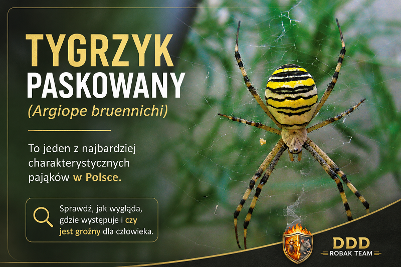 Tygrzyk paskowany