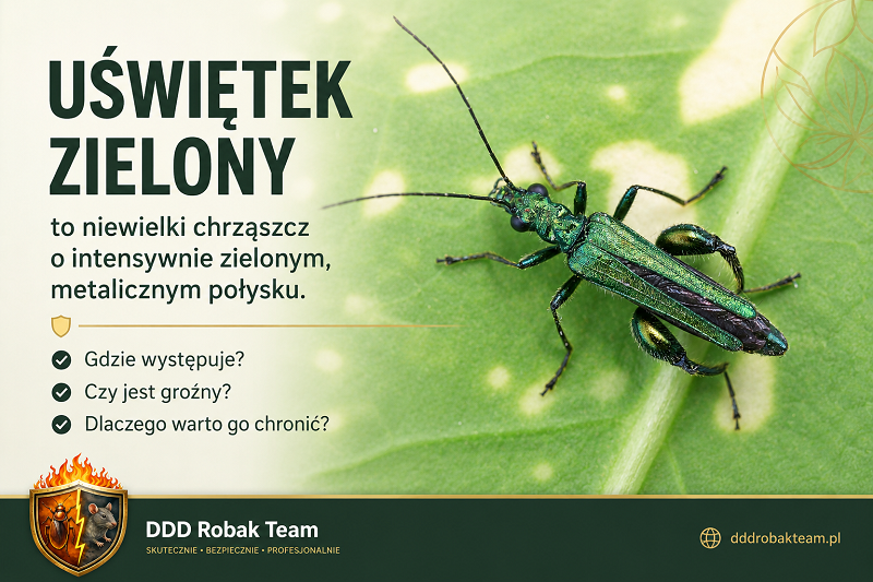 Uświetek zielony
