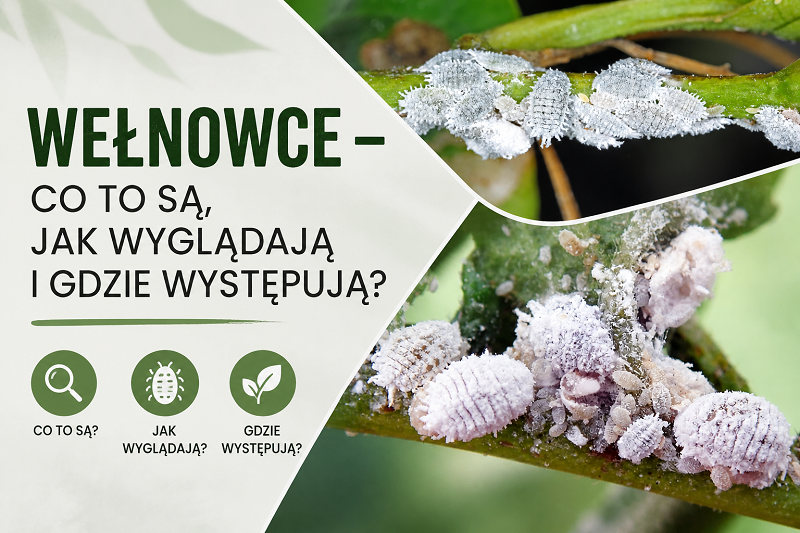 Wełnowce  co to są