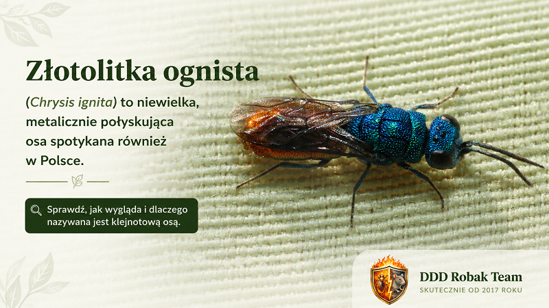 Złotolitka ognista