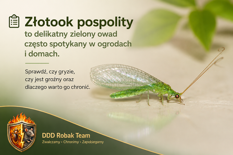 Złotook pospolity – co to za zielony owad