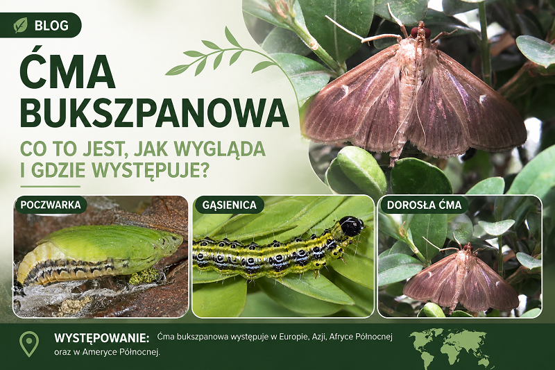 Ćma bukszpanowa