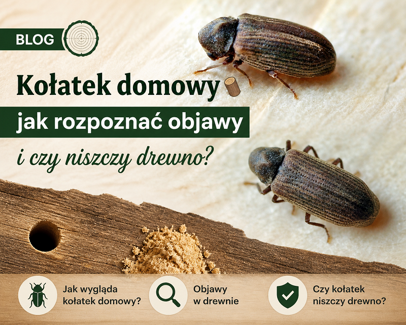 kołatek domowy