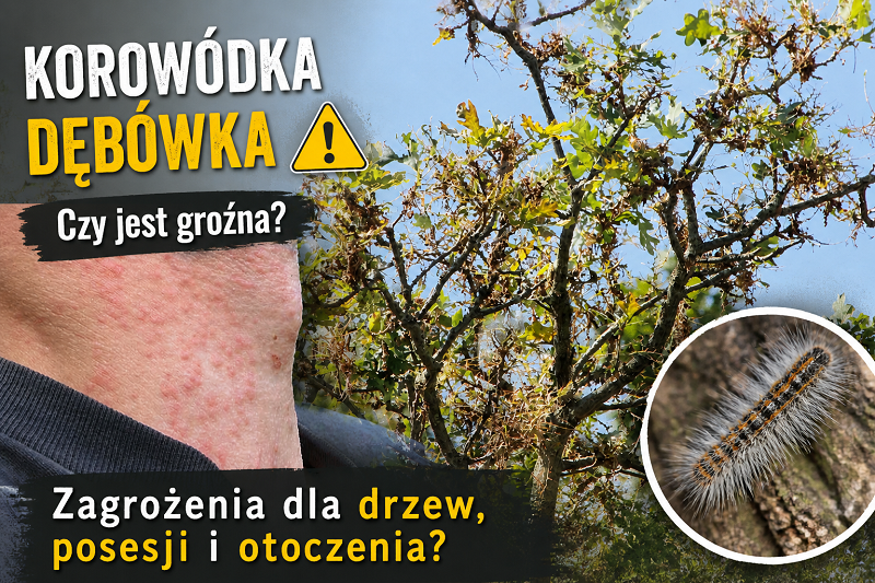 korowódka dębówka zagrożenie
