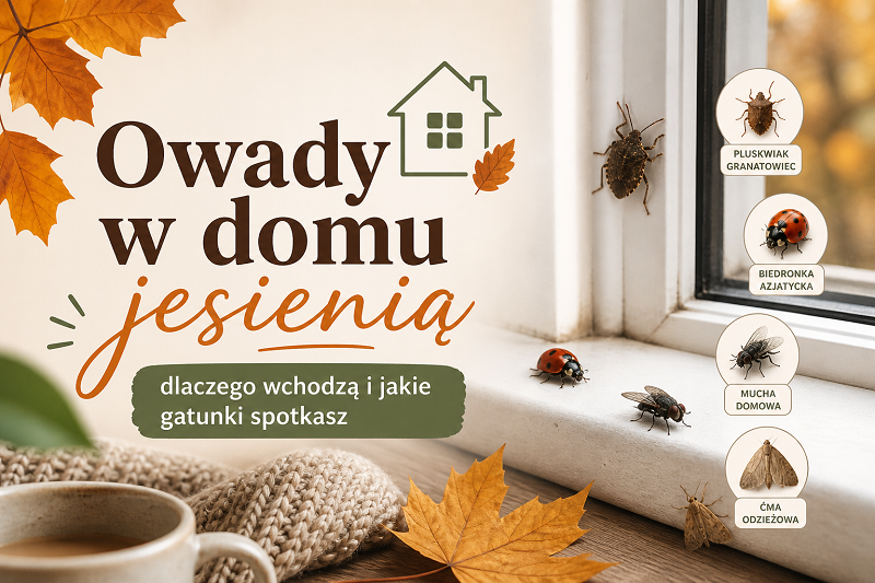 owady w domu jesienią