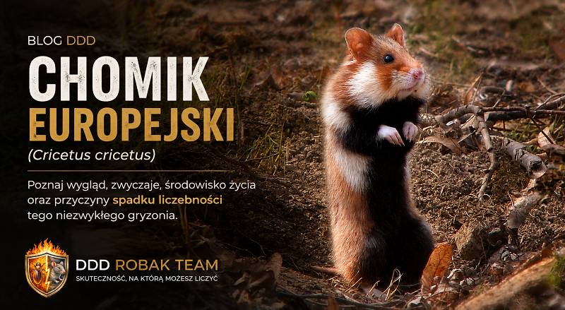 Chomik europejski