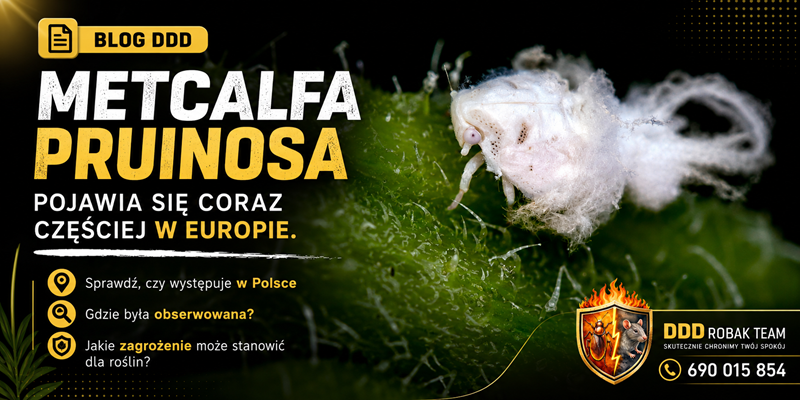 Metcalfa pruinosa w Polsce