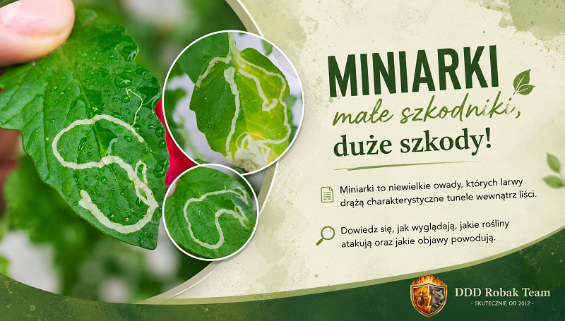 Miniarki