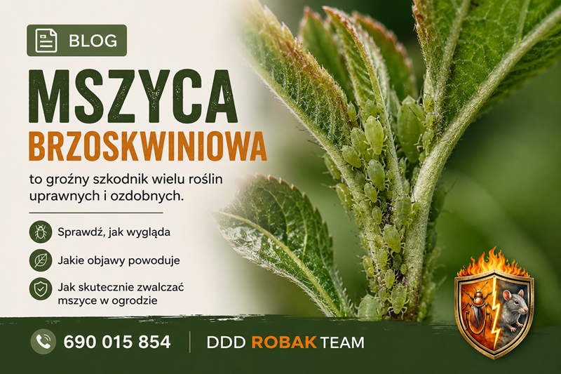 Mszyca śliwowo-trzcinowa