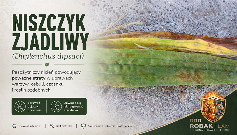 Niszczyk zjadliwy