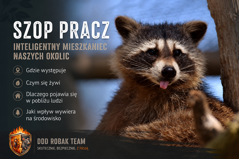 Szop pracz