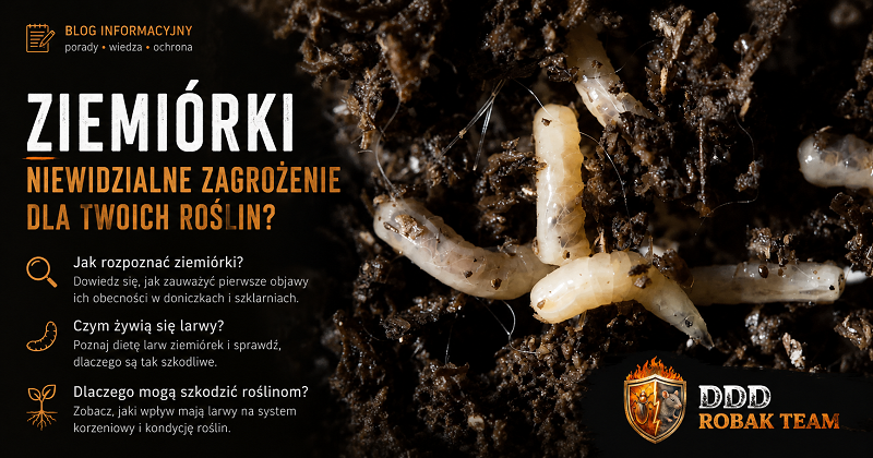 Ziemiórki