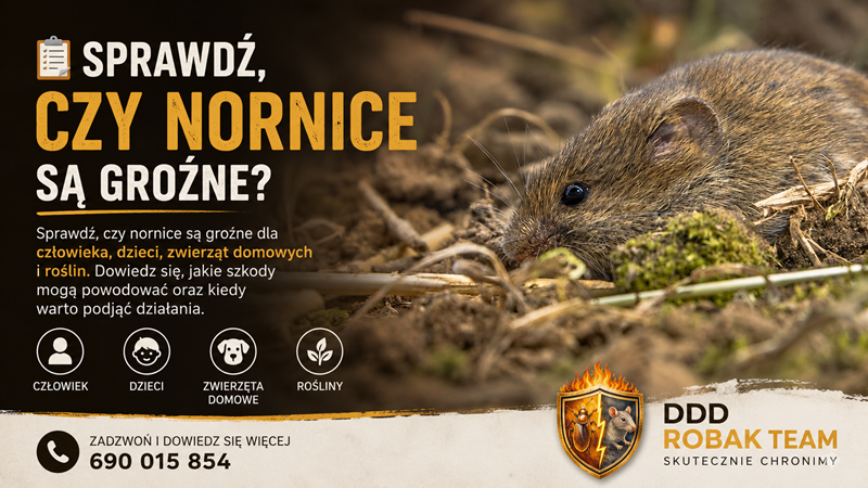 Czy nornice są groźne