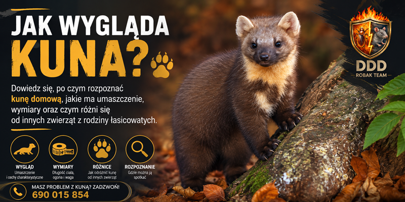 Jak wygląda kuna