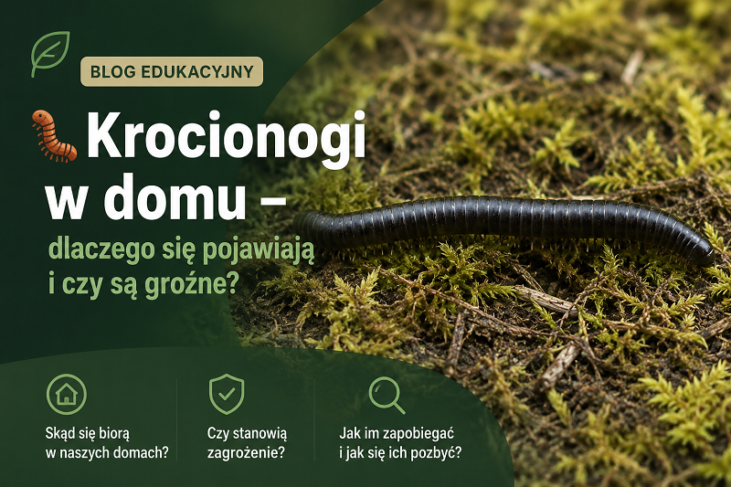 Krocionogi w domu