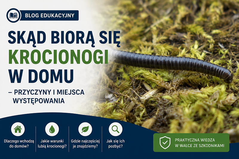 Skąd biorą się krocionogi w domu