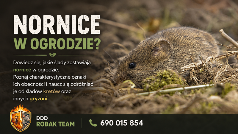Ślady nornic – jak rozpoznać ich obecność