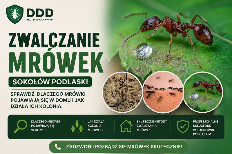 Zwalczanie mrówek Sokołów Podlaski