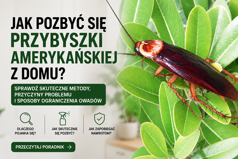 Jak pozbyć się przybyszki amerykańskiej