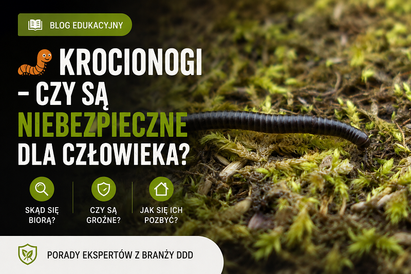 Krocionogi – czy są niebezpieczne dla człowieka