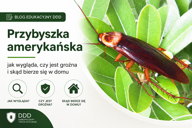 Przybyszka amerykańska