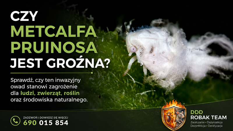 Czy Metcalfa pruinosa jest groźna