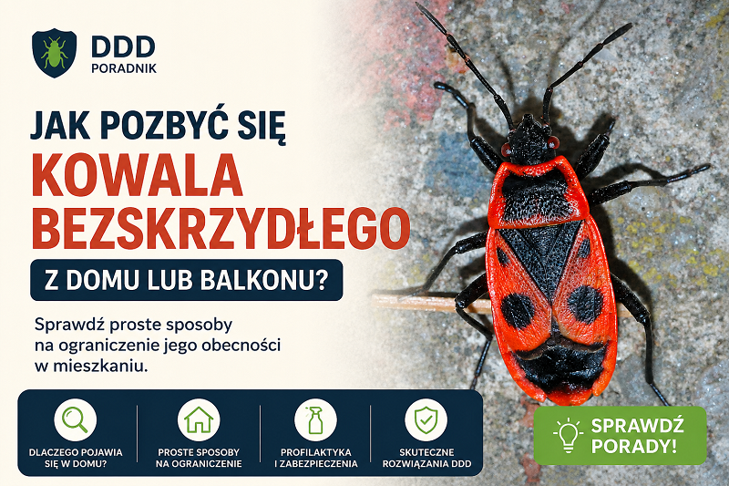Jak pozbyć się kowala bezskrzydłego z domu