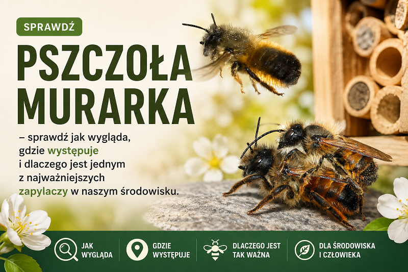Pszczoła murarka