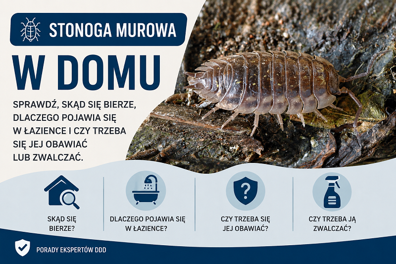 Stonoga murowa w domu