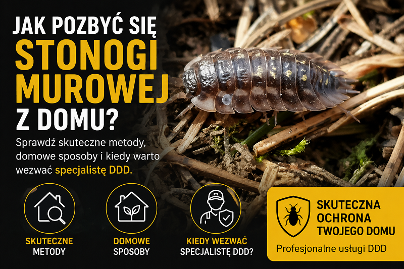 Jak pozbyć się stonogi murowej