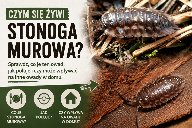 Czym się żywi stonoga murowa