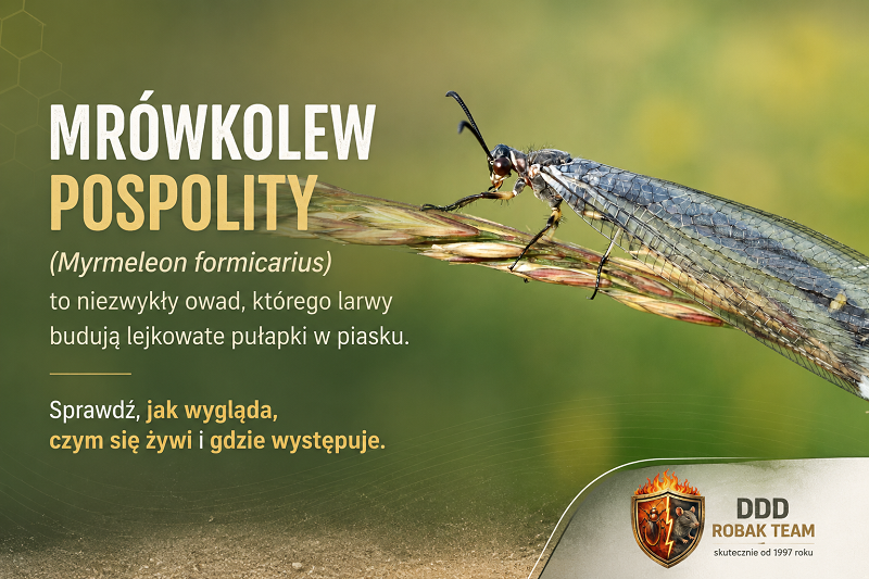 Mrówkolew pospolity