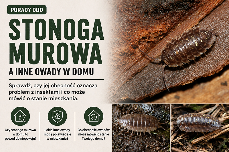 Stonoga murowa a inne owady w domu