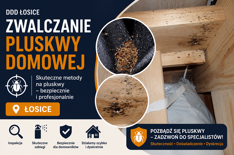 Zwalczanie pluskwy domowej Łosice